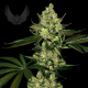 Super Diesel Auto - SENSI GENETICS | TanieSianie.pl