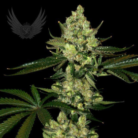 Super Diesel Auto - SENSI GENETICS | TanieSianie.pl