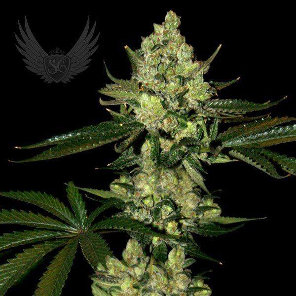 Super Diesel Auto - SENSI GENETICS | TanieSianie.pl