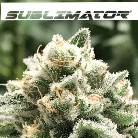 Sublimator - R-KIEM SEEDS | TanieSianie.pl