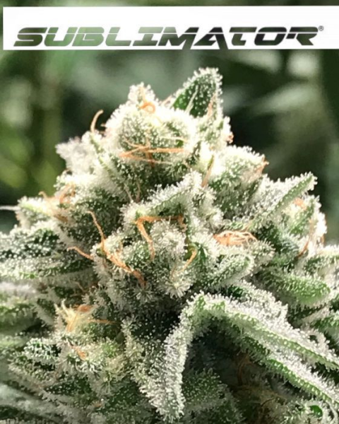 Sublimator - R-KIEM SEEDS | TanieSianie.pl