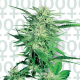 Big Bud - SENSI SEEDS | TanieSianie.pl