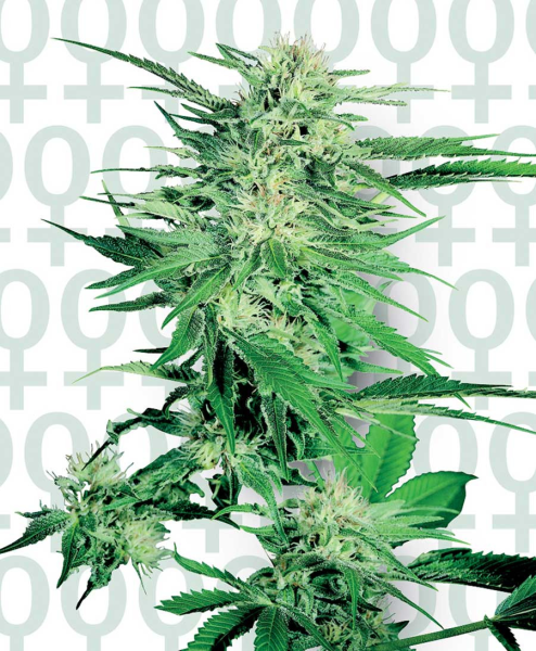 Big Bud - SENSI SEEDS | TanieSianie.pl