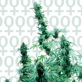 Early Skunk - SENSI SEEDS | TanieSianie.pl
