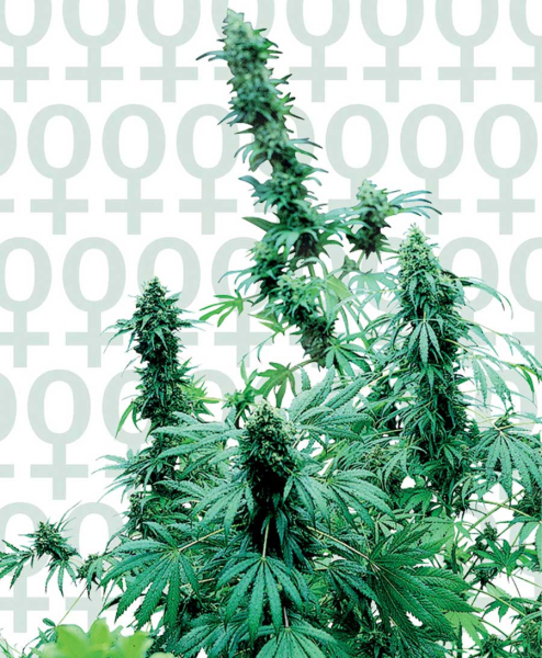 Early Skunk - SENSI SEEDS | TanieSianie.pl
