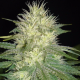 White Russian - SAGARMATHA | TanieSianie.pl