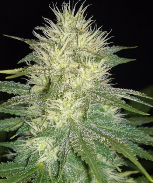 White Russian - SAGARMATHA | TanieSianie.pl