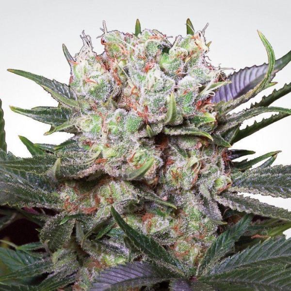 Californian Gold - PARADISE SEEDS | TanieSianie.pl