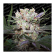 Californian Gold - PARADISE SEEDS | TanieSianie.pl