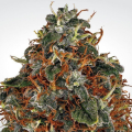 Space Cookies - PARADISE SEEDS