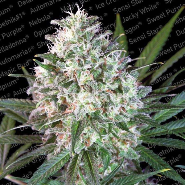 Space Cookies - PARADISE SEEDS | TanieSianie.pl