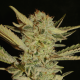 Bubble Gum - SERIOUS SEEDS | TanieSianie.pl
