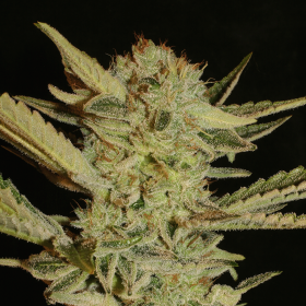 Bubble Gum - SERIOUS SEEDS | TanieSianie.pl