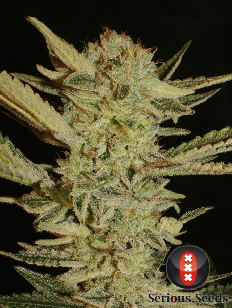 Bubble Gum - SERIOUS SEEDS | TanieSianie.pl