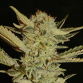 Bubble Gum - SERIOUS SEEDS