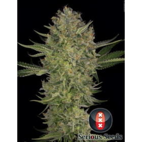 Serious Kush - SERIOUS SEEDS | TanieSianie.pl
