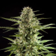 Cheesy Auto CBD - PHILOSOPHER SEEDS | TanieSianie.pl