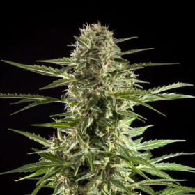 Cheesy Auto CBD - PHILOSOPHER SEEDS | TanieSianie.pl