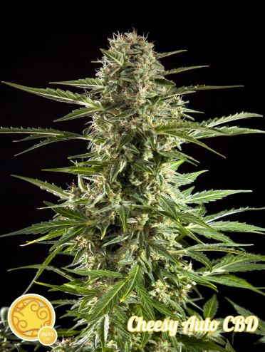 Cheesy Auto CBD - PHILOSOPHER SEEDS | TanieSianie.pl