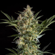 Sleepy Yoda Auto - PHILOSOPHER SEEDS | TanieSianie.pl