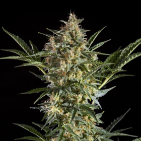 Sleepy Yoda Auto - PHILOSOPHER SEEDS | TanieSianie.pl