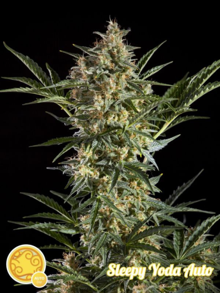 Sleepy Yoda Auto - PHILOSOPHER SEEDS | TanieSianie.pl