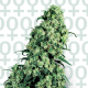 Skunk #1 - SENSI SEEDS | TanieSianie.pl