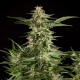 Lemon Auto CBD - PHILOSOPHER SEEDS | TanieSianie.pl
