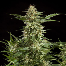 Lemon Auto CBD - PHILOSOPHER SEEDS | TanieSianie.pl