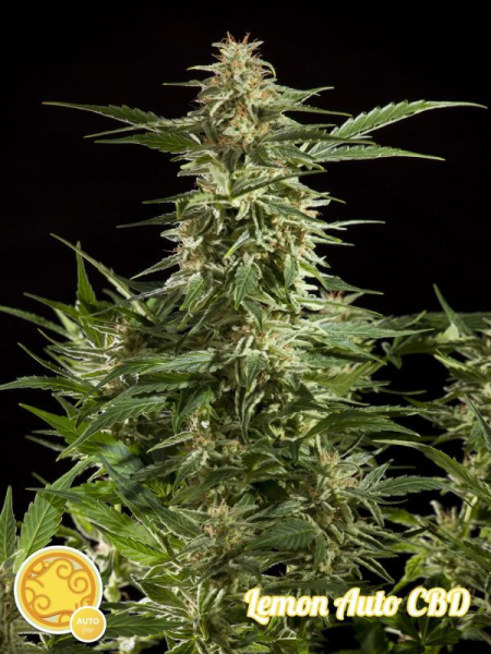 Lemon Auto CBD - PHILOSOPHER SEEDS | TanieSianie.pl