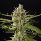Lemon OG Candy - PHILOSOPHER SEEDS | TanieSianie.pl