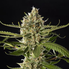 Lemon OG Candy - PHILOSOPHER SEEDS | TanieSianie.pl
