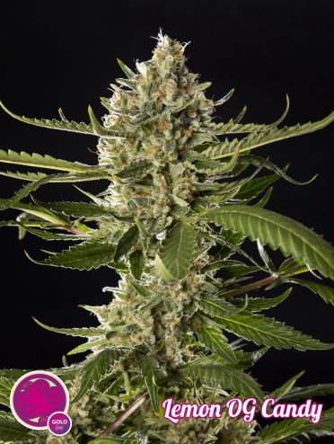 Lemon OG Candy - PHILOSOPHER SEEDS | TanieSianie.pl