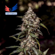 CBD+ 1:20 - POSITRONICS | TanieSianie.pl