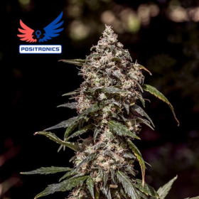 CBD+ 1:20 - POSITRONICS | TanieSianie.pl