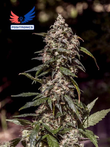CBD+ 1:20 - POSITRONICS | TanieSianie.pl
