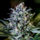 CBD+ 1:20 - POSITRONICS | TanieSianie.pl