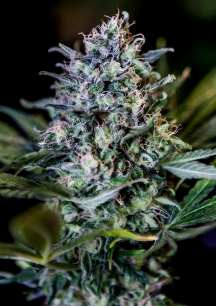 CBD+ 1:20 - POSITRONICS | TanieSianie.pl