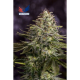 Sticky Dream - POSITRONICS | TanieSianie.pl