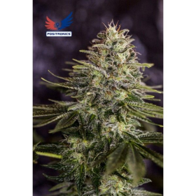 Sticky Dream - POSITRONICS | TanieSianie.pl