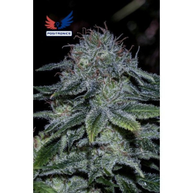 Mystic Cookie - POSITRONICS | TanieSianie.pl
