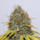 CBD Hash Plant - SEEDSMAN | TanieSianie.pl