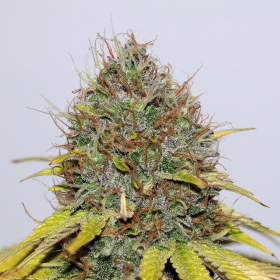 CBD Hash Plant - SEEDSMAN | TanieSianie.pl