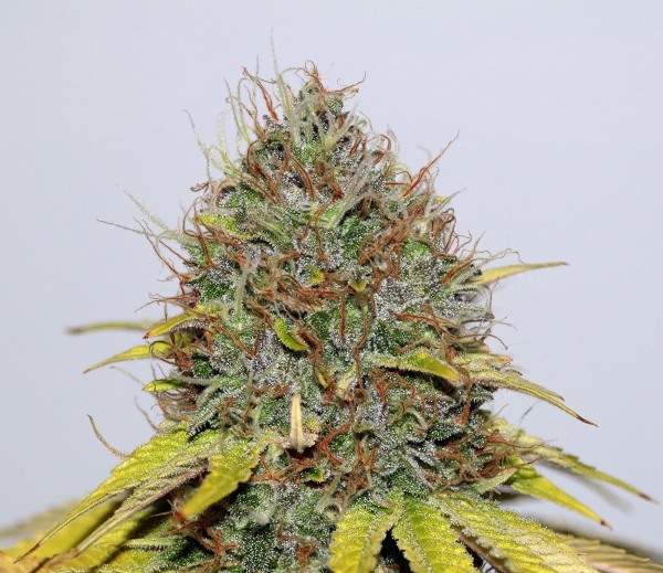 CBD Hash Plant - SEEDSMAN | TanieSianie.pl