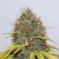 CBD Hash Plant - SEEDSMAN