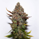 Original Skunk#1 - SEEDSMAN | TanieSianie.pl