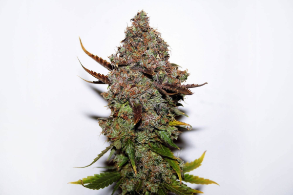 Original Skunk#1 - SEEDSMAN | TanieSianie.pl