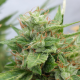 Auto Ogre - SEEDSMAN | TanieSianie.pl