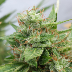 Auto Ogre - SEEDSMAN | TanieSianie.pl