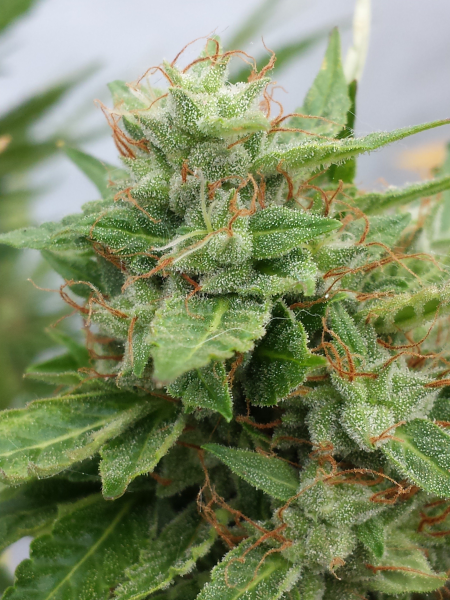 Auto Ogre - SEEDSMAN | TanieSianie.pl